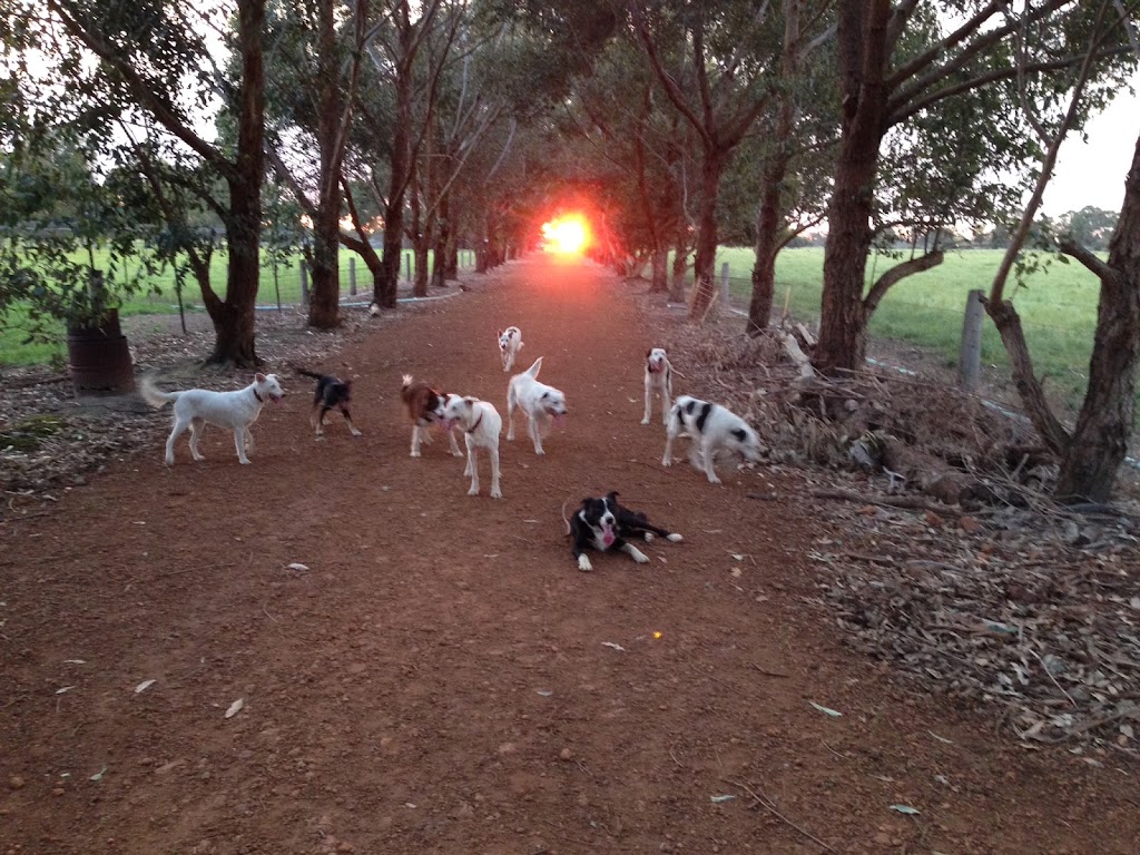 Dog Training WA | 453 Brockman Rd N, Hamel WA 6215, Australia | Phone: 0427 380 022