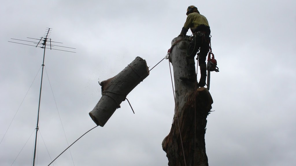 Accomplished Tree Management | 7 Koel Cres, Port Macquarie NSW 2444, Australia | Phone: 0411 443 535