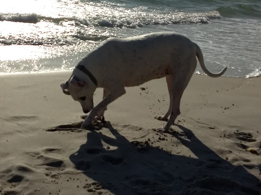 Animal Exercise Beach | Hillarys WA 6025, Australia