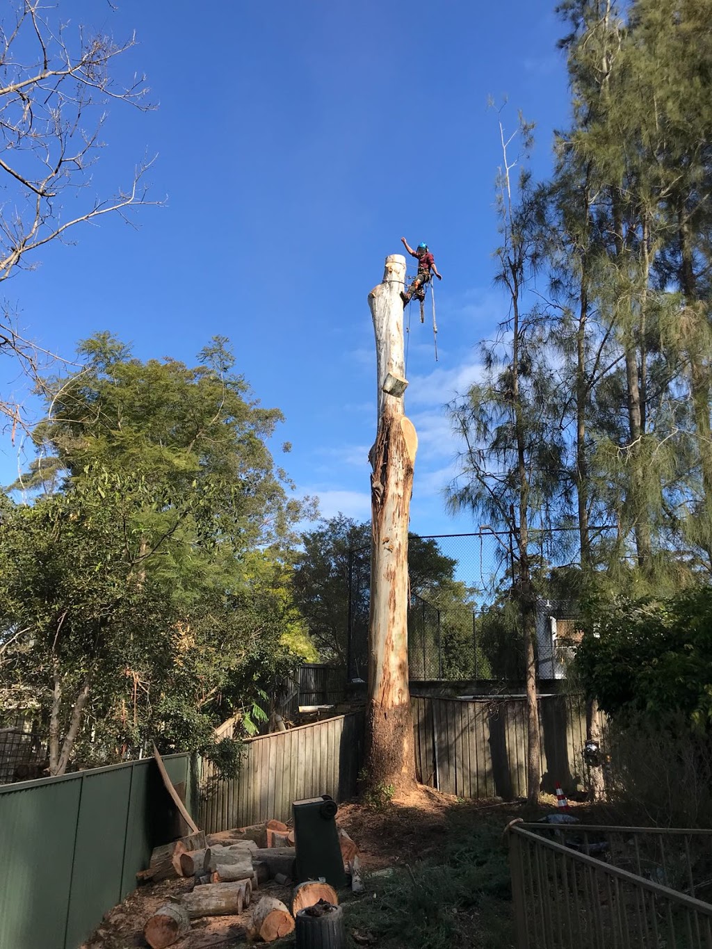 JC Tree Management - Arborist & Tree Services | 84 Excelsior Ave, Castle Hill NSW 2154, Australia | Phone: 0405 469 358