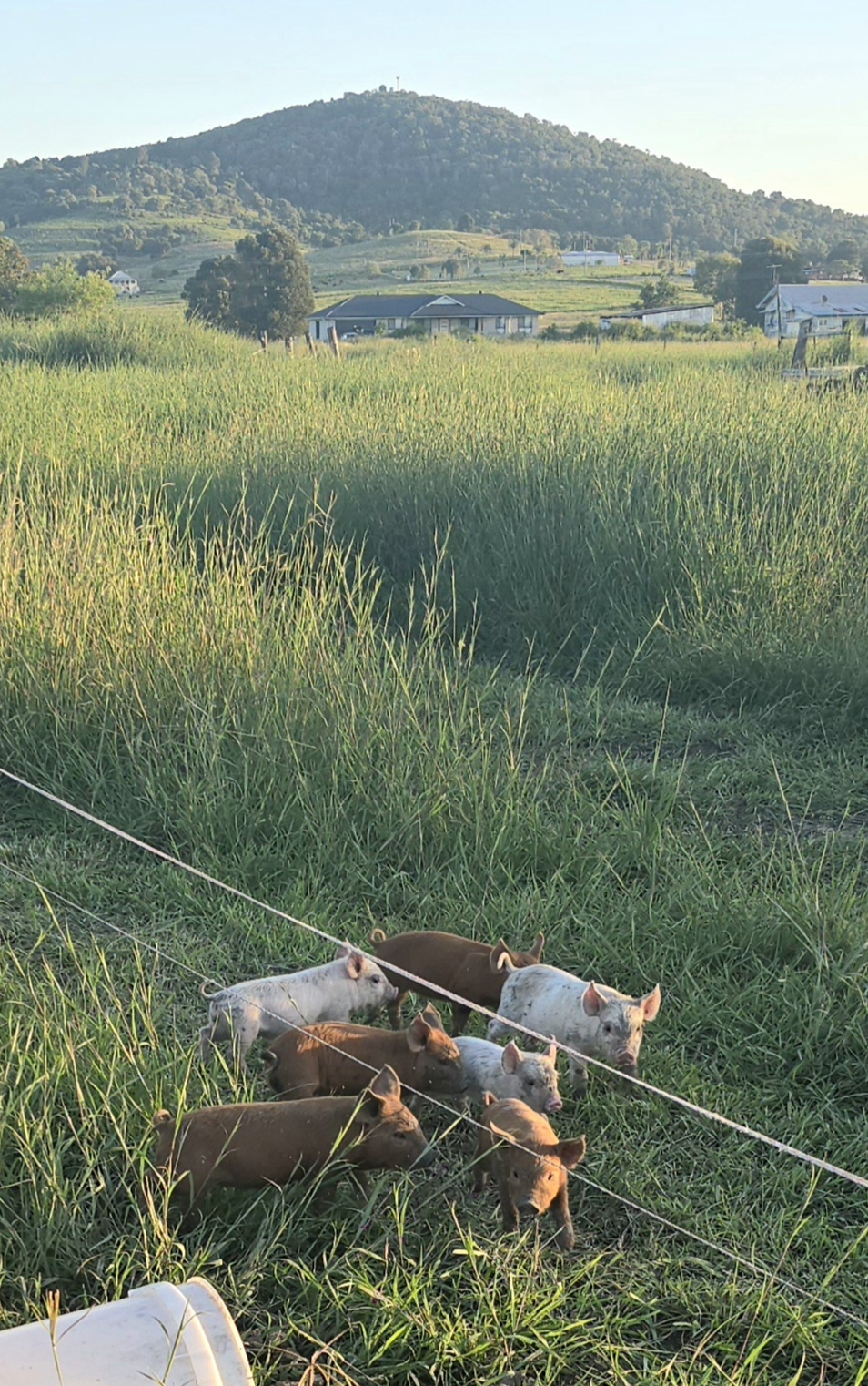 Dragon Fields Farm | Schulz Rd, Prenzlau QLD 4311, Australia | Phone: 0493 766 797