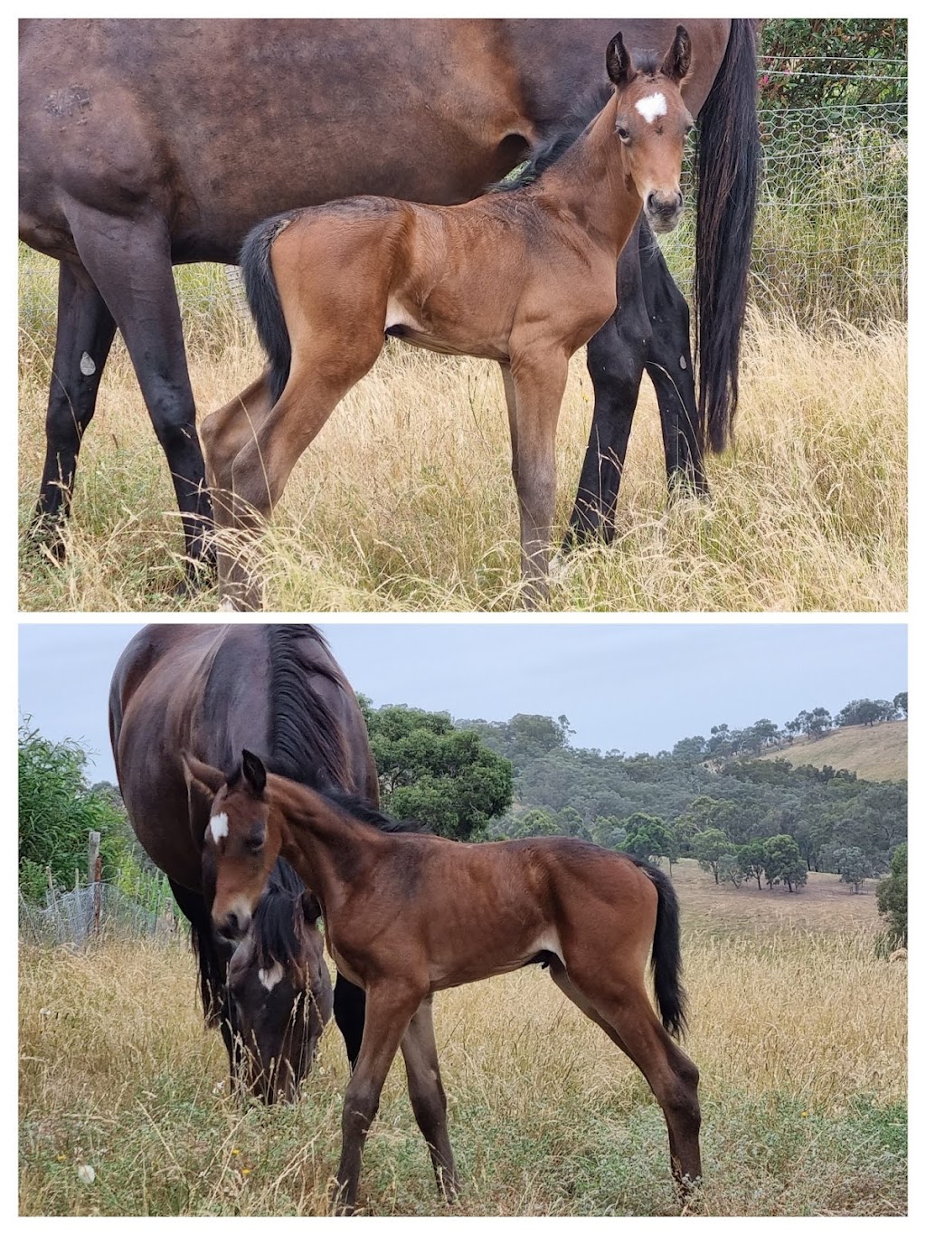 Moss Park Farm St Andrews | Jacksons Rd, St Andrews VIC 3761, Australia | Phone: 0431 825 466