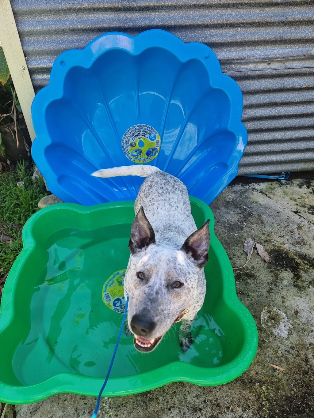 Canine Revolution Dog Training Coffs Harbour | 36 Upper Orara Rd, Karangi NSW 2450, Australia | Phone: 0414 251 177