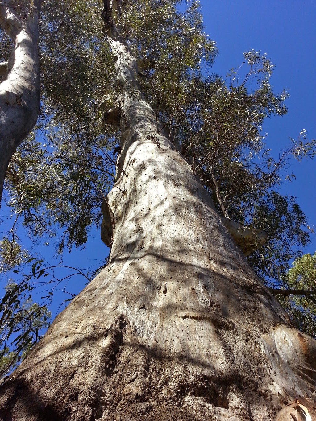 Calperum Pastoral Lease | Chowilla SA 5341, Australia