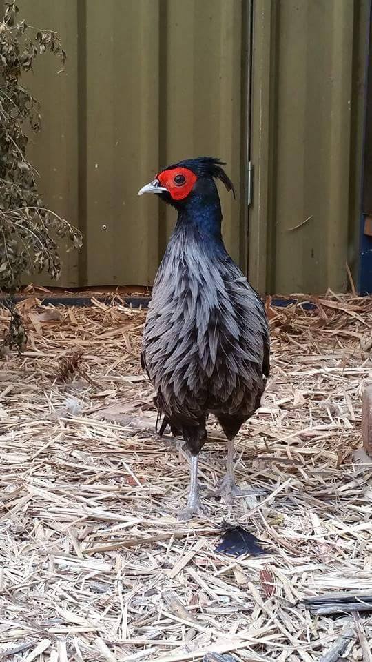 The Pheasant & Waterfowl Society of Australia | 460 Middle Rd, Greenbank QLD 4124, Australia | Phone: 0406 675 819