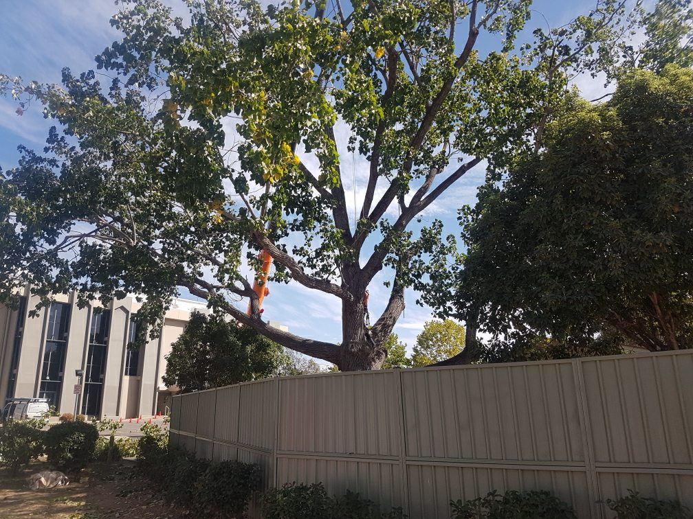 Lances Tree Care | 58 Kinabalu Dr, Tamborine Mountain QLD 4272, Australia | Phone: 0419 181 919