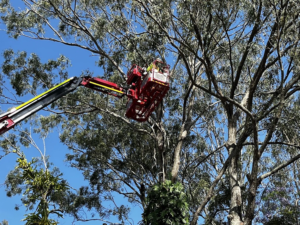 Dans Tree Experts | 220 Avalon Rd, Sheldon QLD 4157, Australia | Phone: 0466 270 743