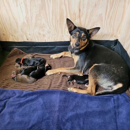 Thadelldo Working Dogs | 20 Research Rd, Lara VIC 3212, Australia | Phone: (03) 5275 2939
