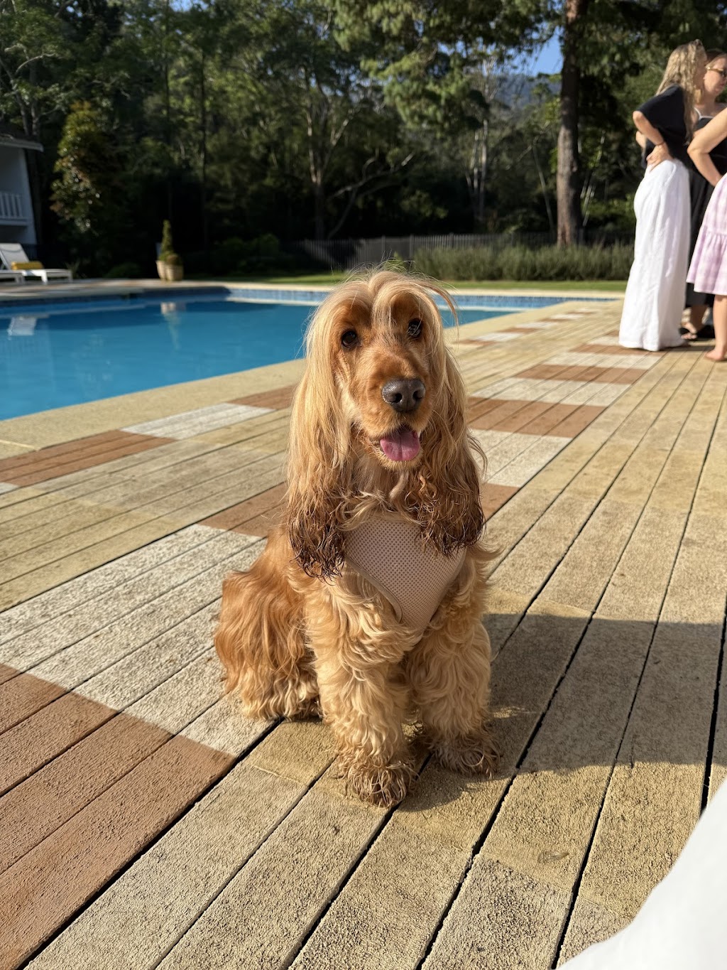 Love with Paws Weddings | 12B Como Ave, Burrill Lake NSW 2539, Australia | Phone: 0414 078 442