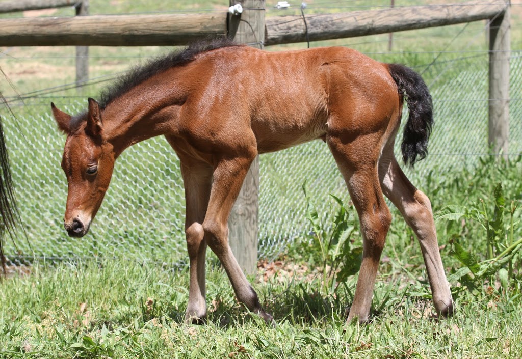 Mystic Shadows Friesian Sport horses |  | 509 Yackandandah - Wodonga Rd, Staghorn Flat VIC 3691, Australia | 0455560117 OR +61 455 560 117