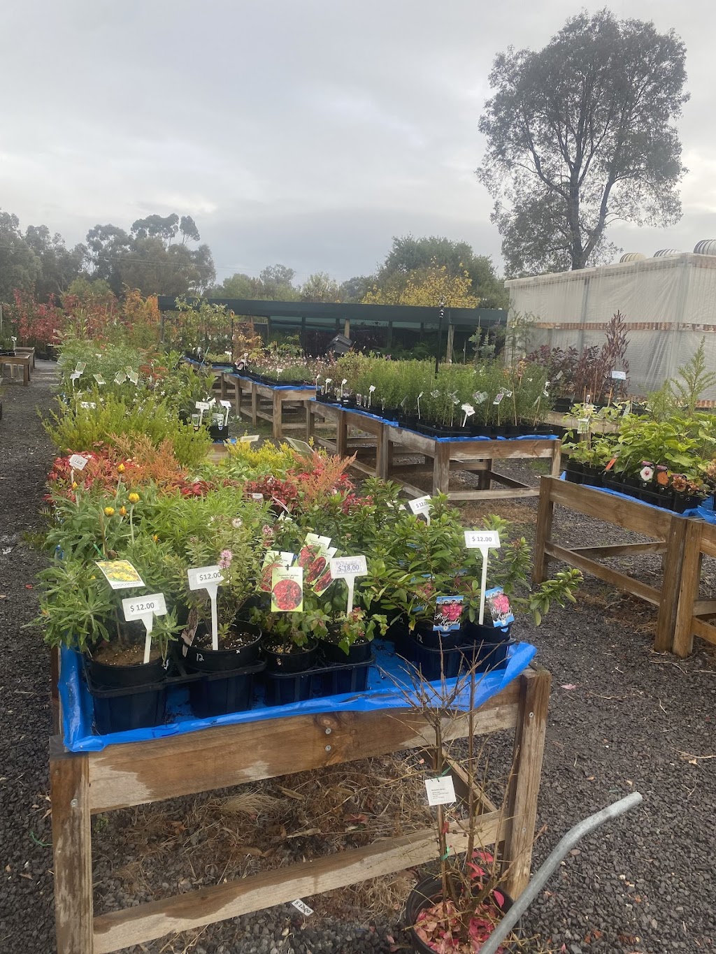 sandras nursery | 141 Witt St, Benalla VIC 3672, Australia | Phone: 0417 315 726