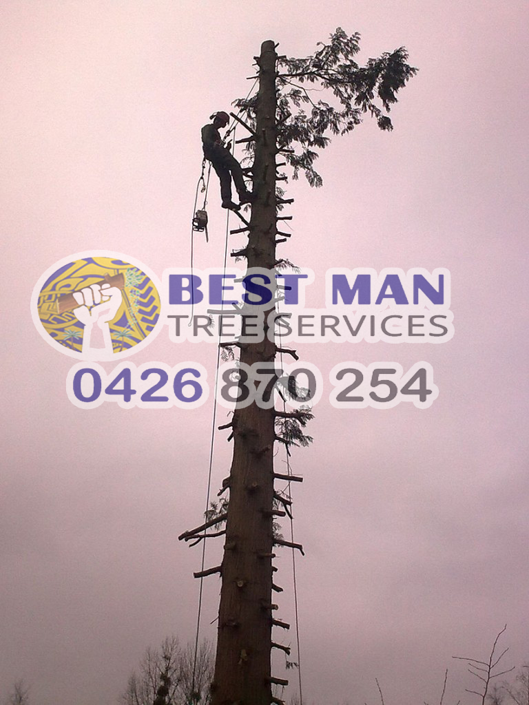 Best Man Tree Services | 3 Roscoe St, Kotara South NSW 2289, Australia | Phone: 0411 520 336