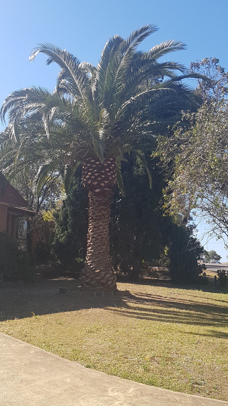 Southern Star Arbor | 16 Mimosa Rd, Budgewoi NSW 2262, Australia | Phone: 0468 907 684