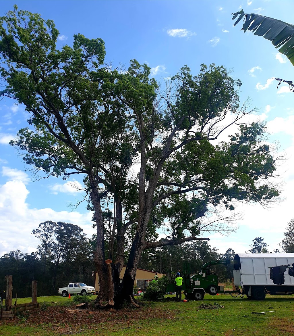 Silver Fern Tree Services | Phar Lap Cct, Port Macquarie NSW 2444, Australia | Phone: 0401 806 329
