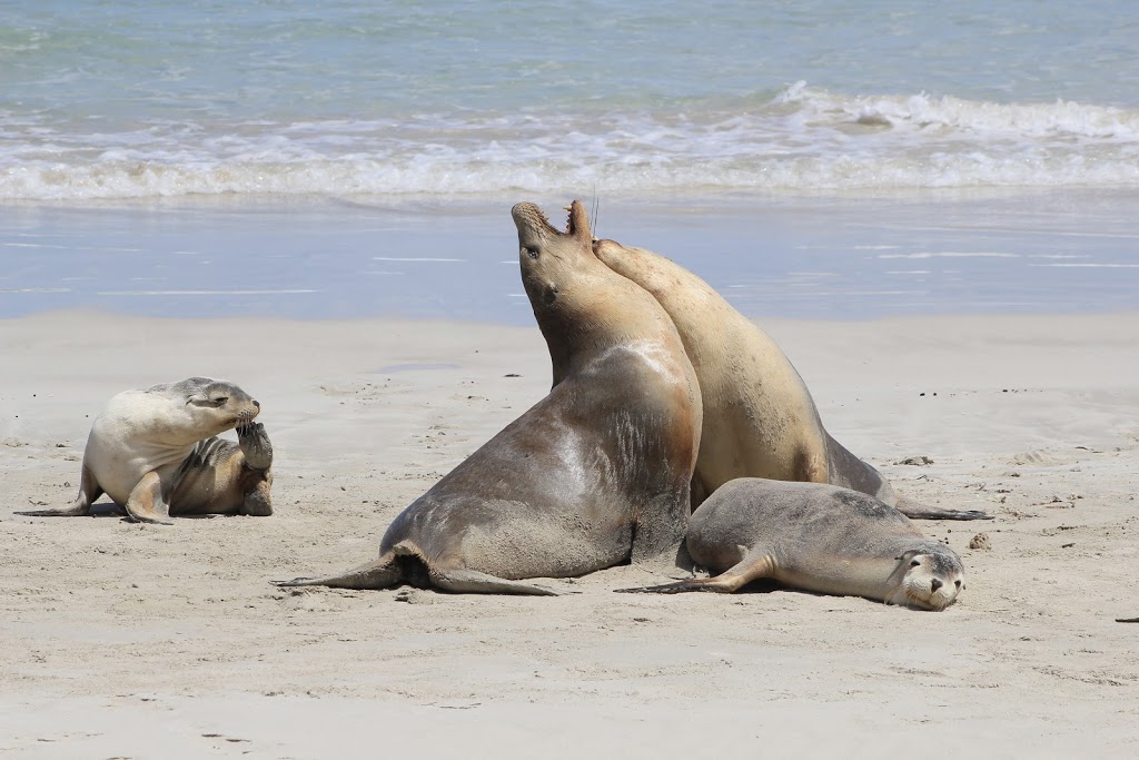 Seal Bay Conservation Park | Seal Bay Rd, Seal Bay SA 5221, Australia | Phone: (08) 8553 4463