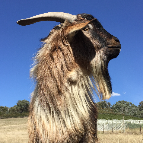 Melliodora Goat Stud |  | 2150 Heidelberg-Kinglake Rd, St Andrews VIC 3761, Australia | 0417361727 OR +61 417 361 727