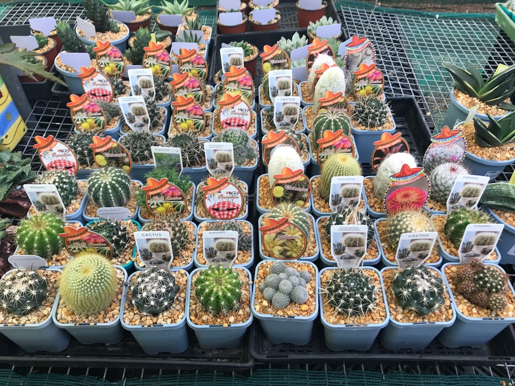 Hamiltons World of Cacti | store | 2 Fourth Ave, Llandilo NSW 2747, Australia | 0247774876 OR +61 2 4777 4876