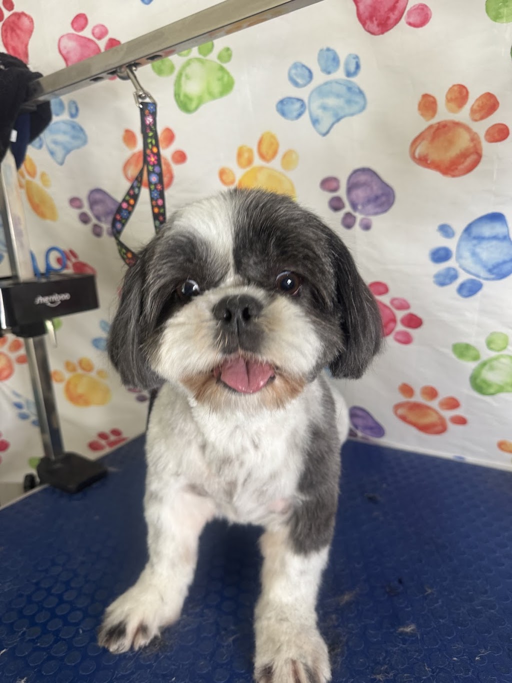 Petloft dog grooming | Lady Ardee Cct, Stockleigh QLD 4280, Australia | Phone: 0479 050 018 Petloft dog grooming | Lady Ardee Cct, Stockleigh QLD 4280, Australia | Phone: 0479 050 018