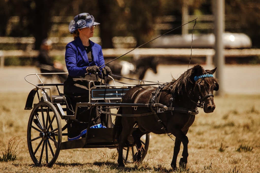 Independent Miniature Horse Registry Inc. | 62 Camp St, Grenfell NSW 2810, Australia | Phone: 0467 712 338