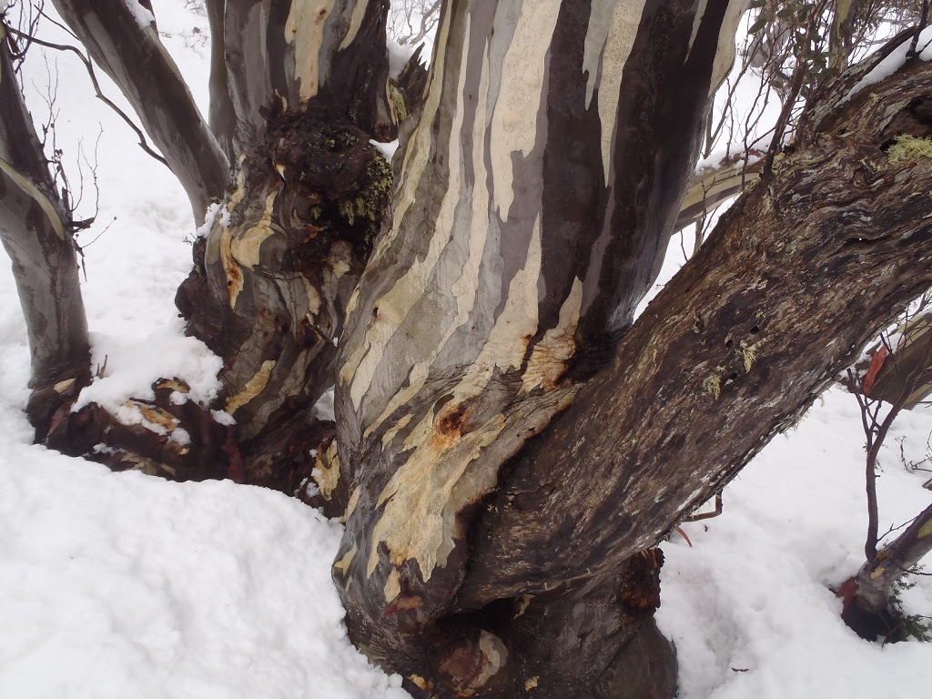 SMHEA Snow Course | Kosciuszko Rd, Kosciuszko National Park NSW 2642, Australia | Phone: (02) 9278 1888