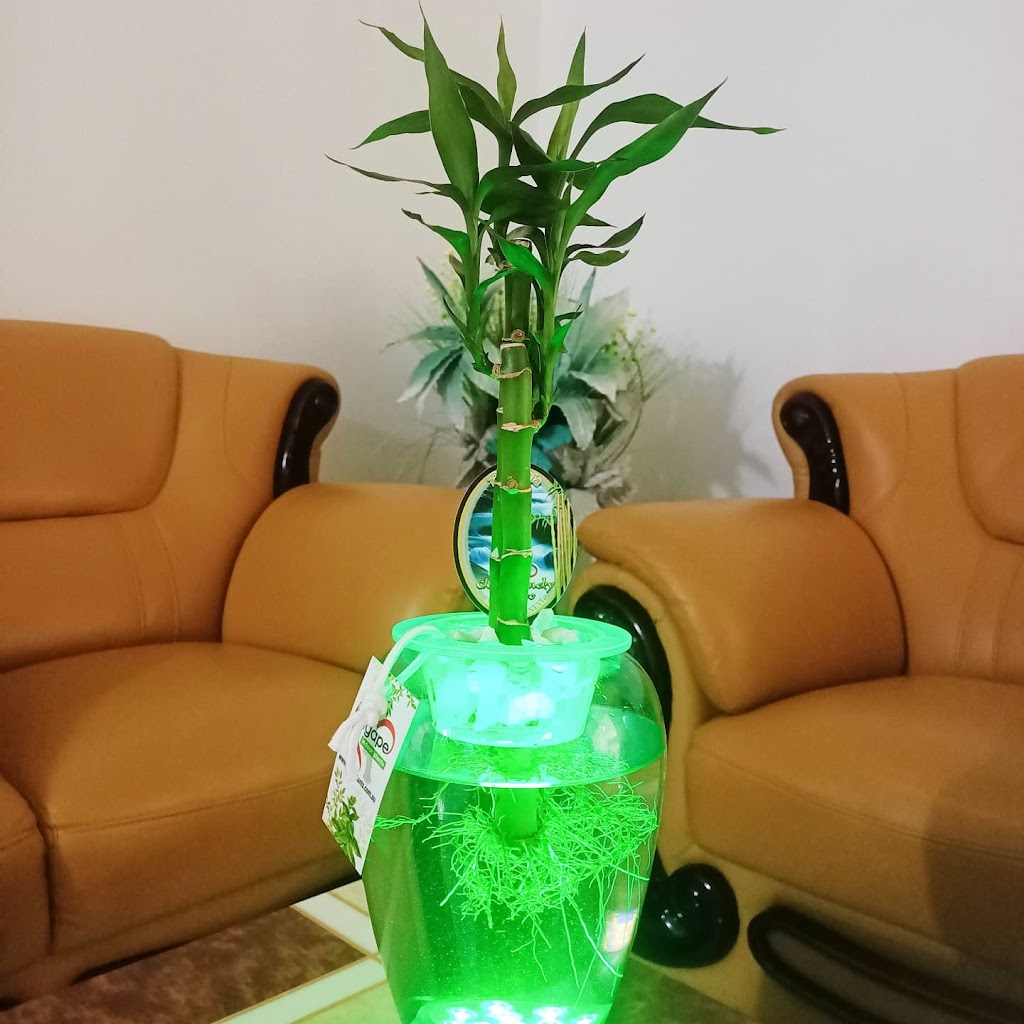 Agape Aqua Plants | 28 Orion Pl, Bridgeman Downs QLD 4035, Australia | Phone: 0411 653 777