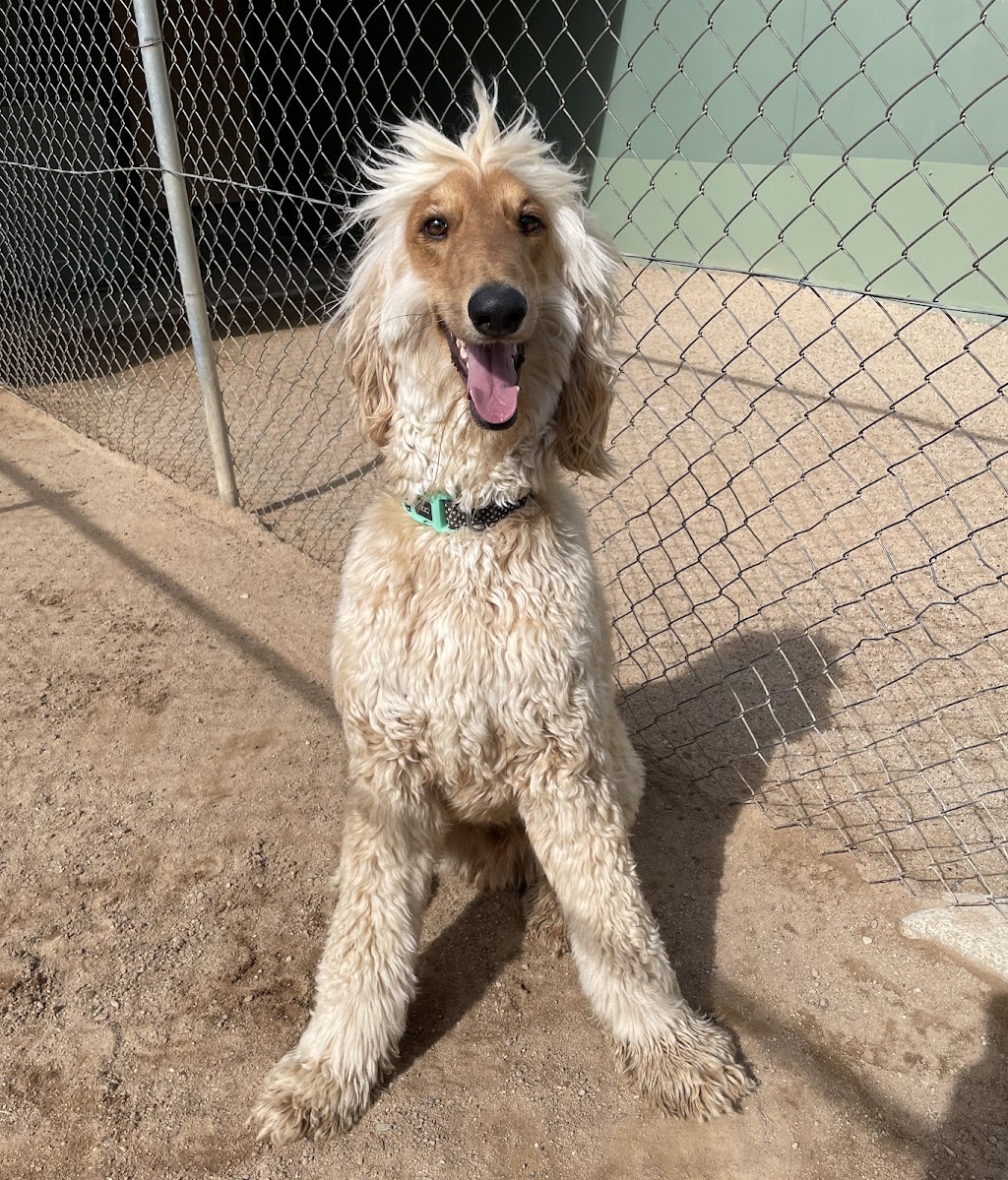 BoneGiorno | Canine Enrichment | 487 The Boulevarde, Kirrawee NSW 2232, Australia | Phone: 0405 963 043
