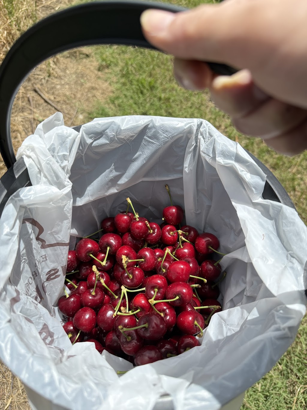 Dellios Orchards | 664 Bacchus Marsh Rd, Bacchus Marsh VIC 3340, Australia | Phone: (03) 5367 5297