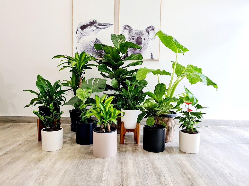 Zen indoor plants | 29a Duke St, Canley Heights NSW 2166, Australia | Phone: 1300 755 093