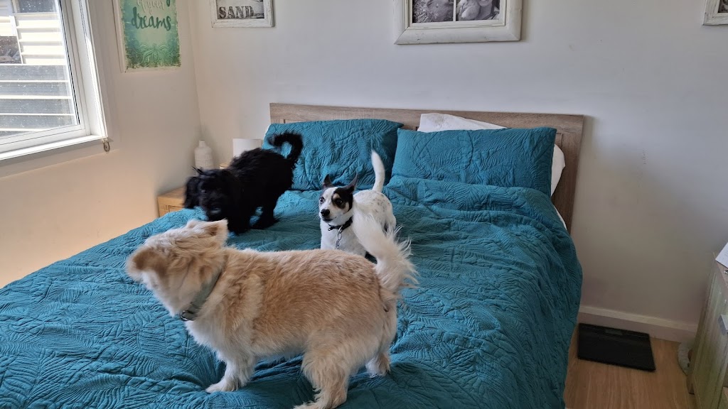 Paws and Play Booker Bay | Davis St, Booker Bay NSW 2257, Australia | Phone: 0431 593 890