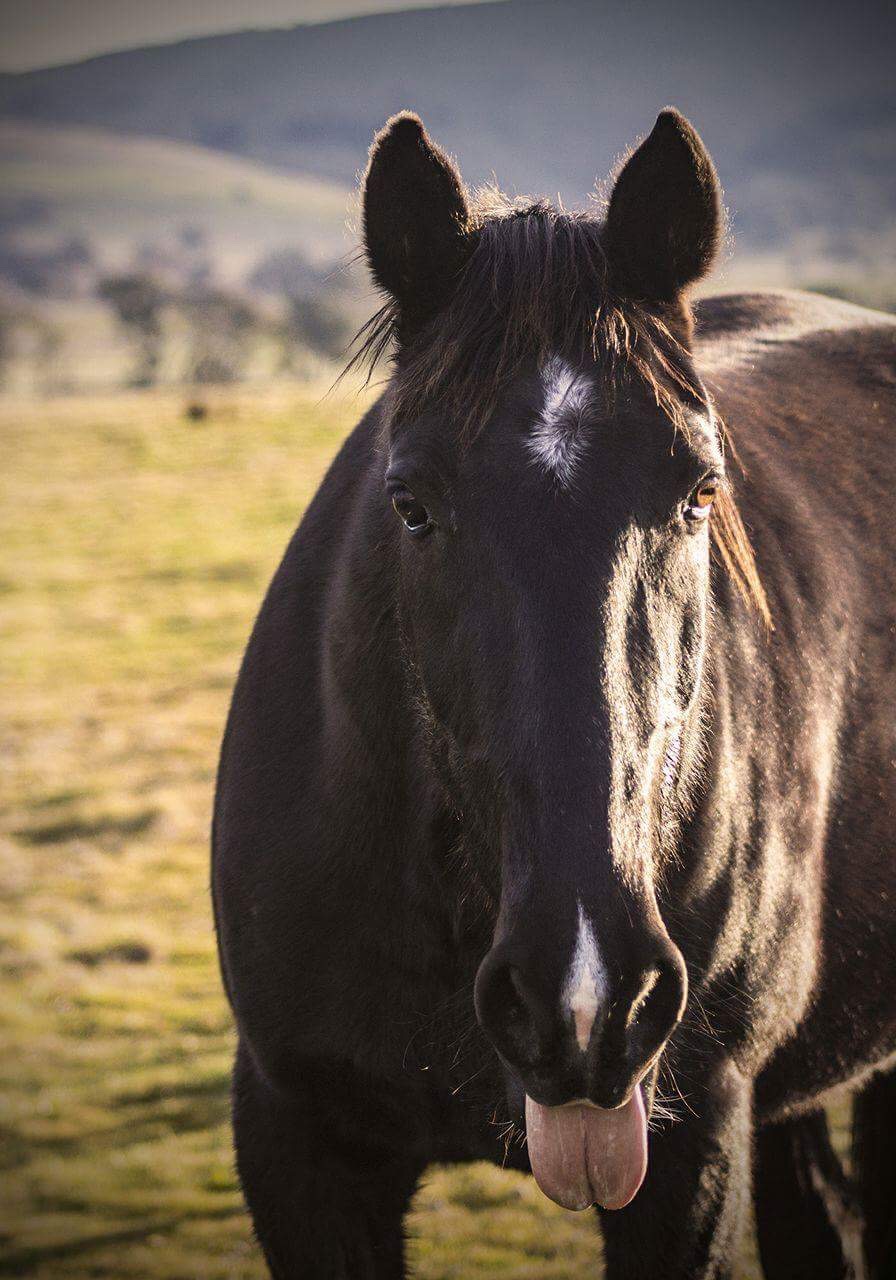 Black Range Equestrian | Black Range Rd, Yass NSW 2582, Australia | Phone: 0420 804 255