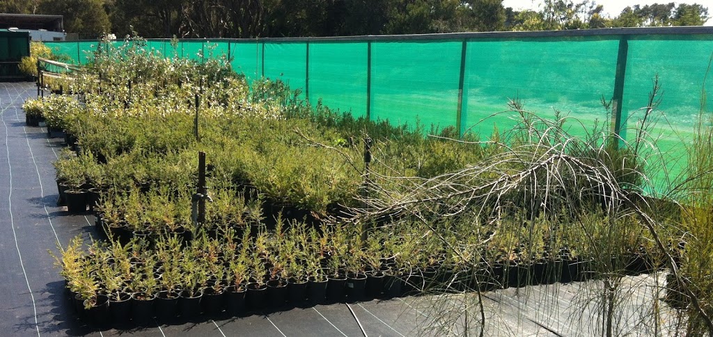 Peninsula Plants Indigenous Nursery | 34 Placadena Rd, Fingal VIC 3939, Australia | Phone: 0407 466 523