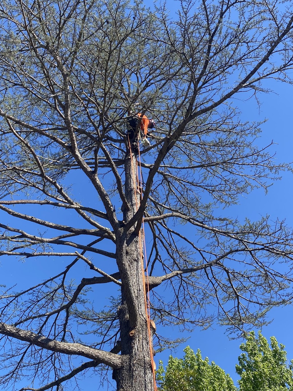 Tall Timbers Tree Solutions | 45 Leumeah Ave, Chain Valley Bay NSW 2259, Australia | Phone: 0424 712 292