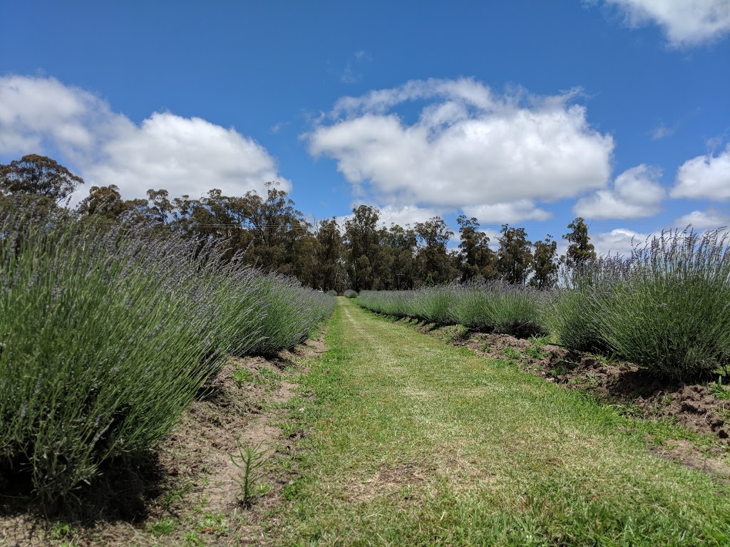 Aloomba Lavender | cafe | 5425 Mt Lindesay Road, Liston, Stanthorpe NSW 2370, Australia | 0746861191 OR +61 7 4686 1191