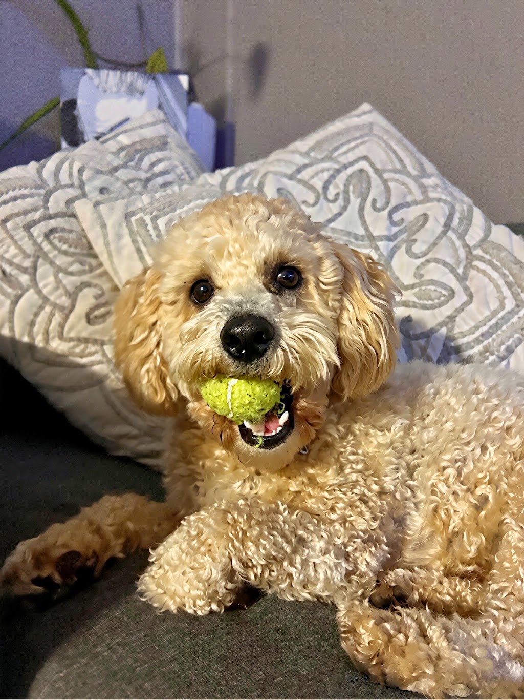 Pinky’s dog grooming | Banks St, Warneet VIC 3980, Australia | Phone: 0422 857 915