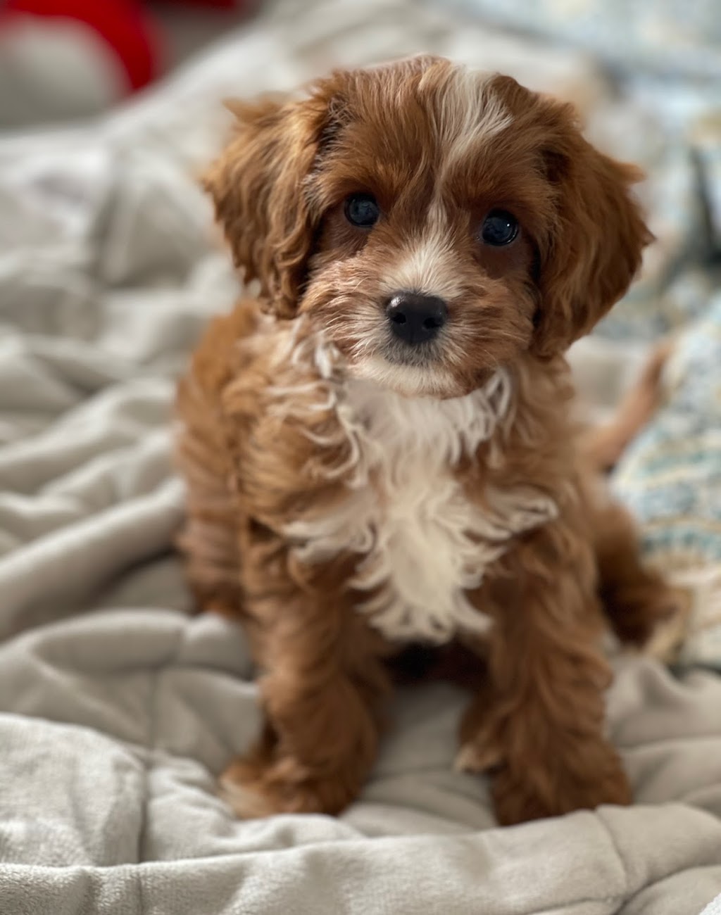 Oodle Life | 11A Benwerrin Cres, Grasmere NSW 2570, Australia | Phone: 0488 667 988