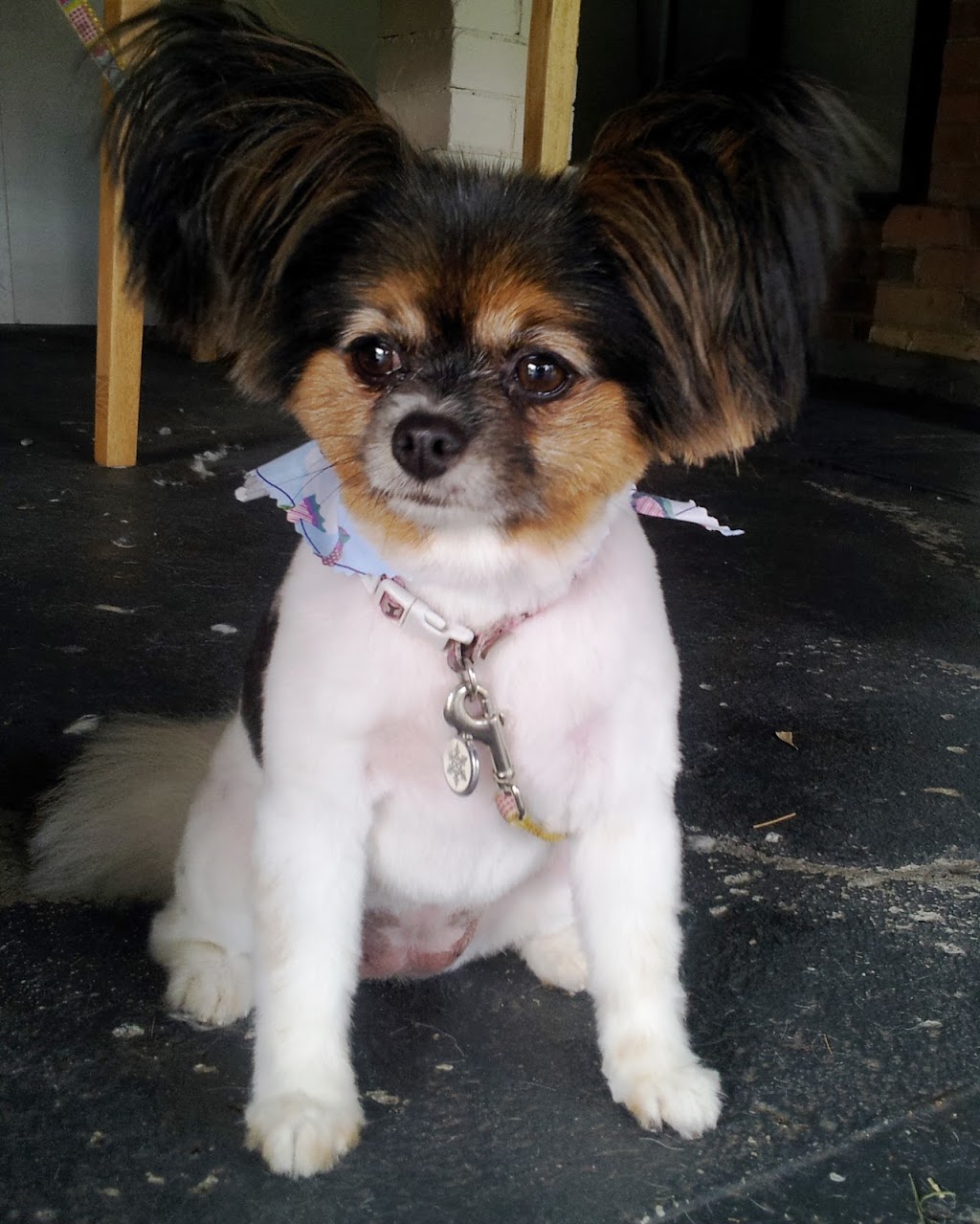 Fuzzy Pupz Dog Grooming | 161B The Round Dr, Avoca Beach NSW 2251, Australia | Phone: 0434 696 424 Fuzzy Pupz Dog Grooming | 161B The Round Dr, Avoca Beach NSW 2251, Australia | Phone: 0434 696 424