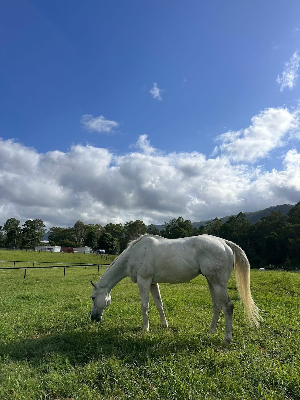 The Royal Palm Equine | 2450 Beaudesert Nerang Rd, Canungra QLD 4275, Australia | Phone: 0466 688 934
