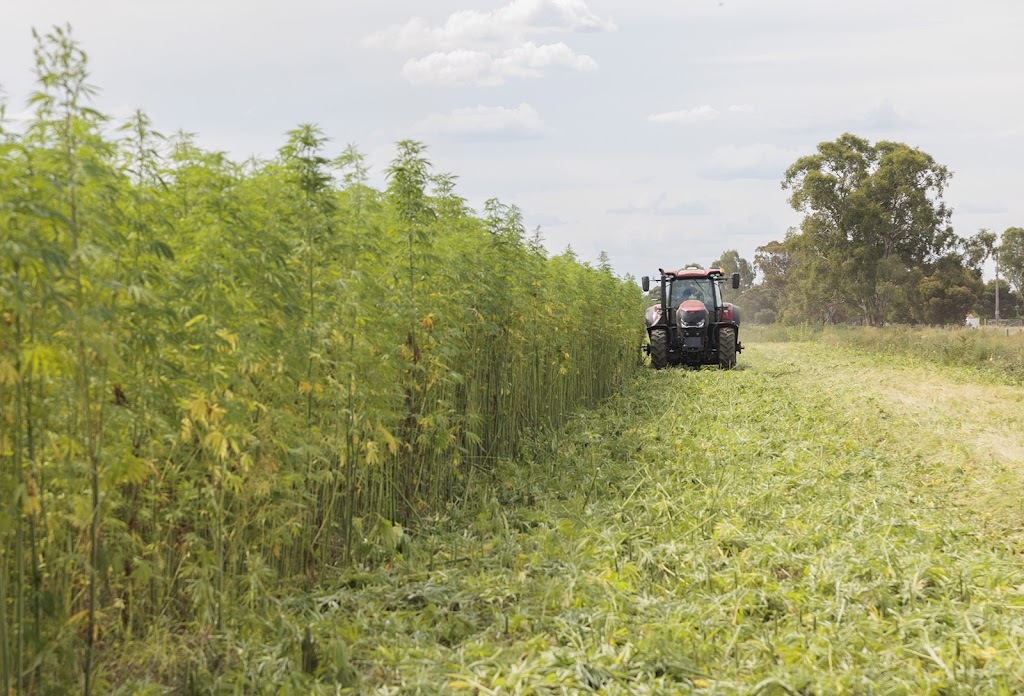 Murray Industrial Hemp | 27 Thule St, Barham NSW 2732, Australia | Phone: 0429 144 743