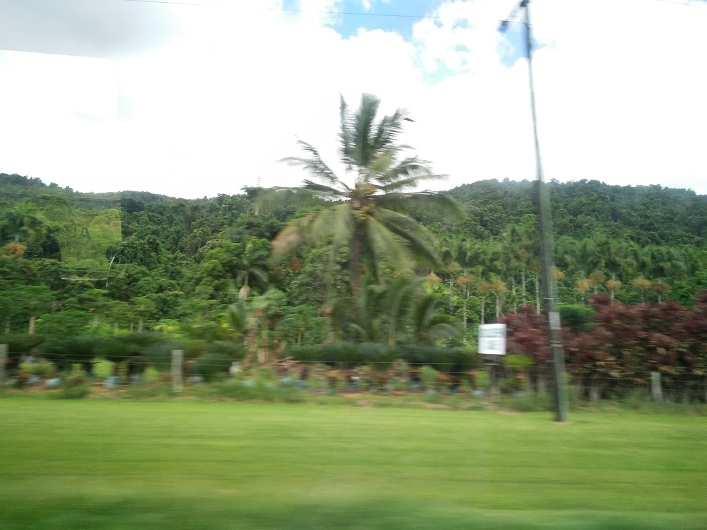 Deeral Palms and Cycads | Deeral QLD 4871, Australia