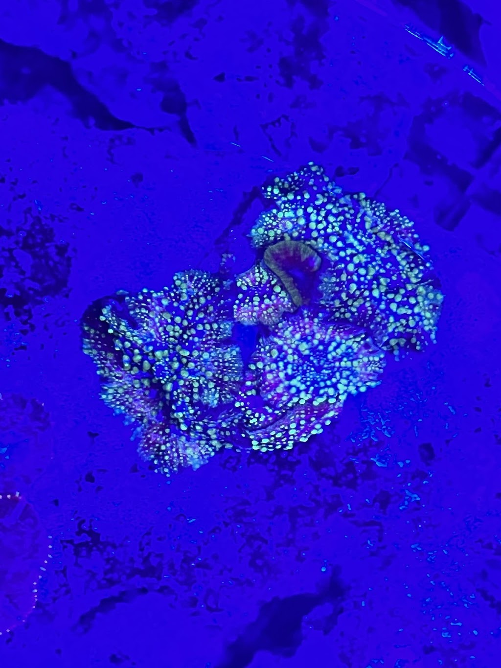 Kanmantoo corals | pet store | Old Princes Hwy, Kanmantoo SA 5252, Australia | 0439299404 OR +61 439 299 404