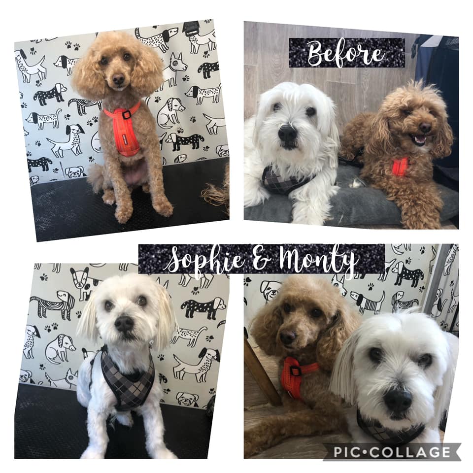 Fluffy Mutt Grooming | 43 Mount Martha Rd, Mount Martha VIC 3934, Australia | Phone: 0477 028 200