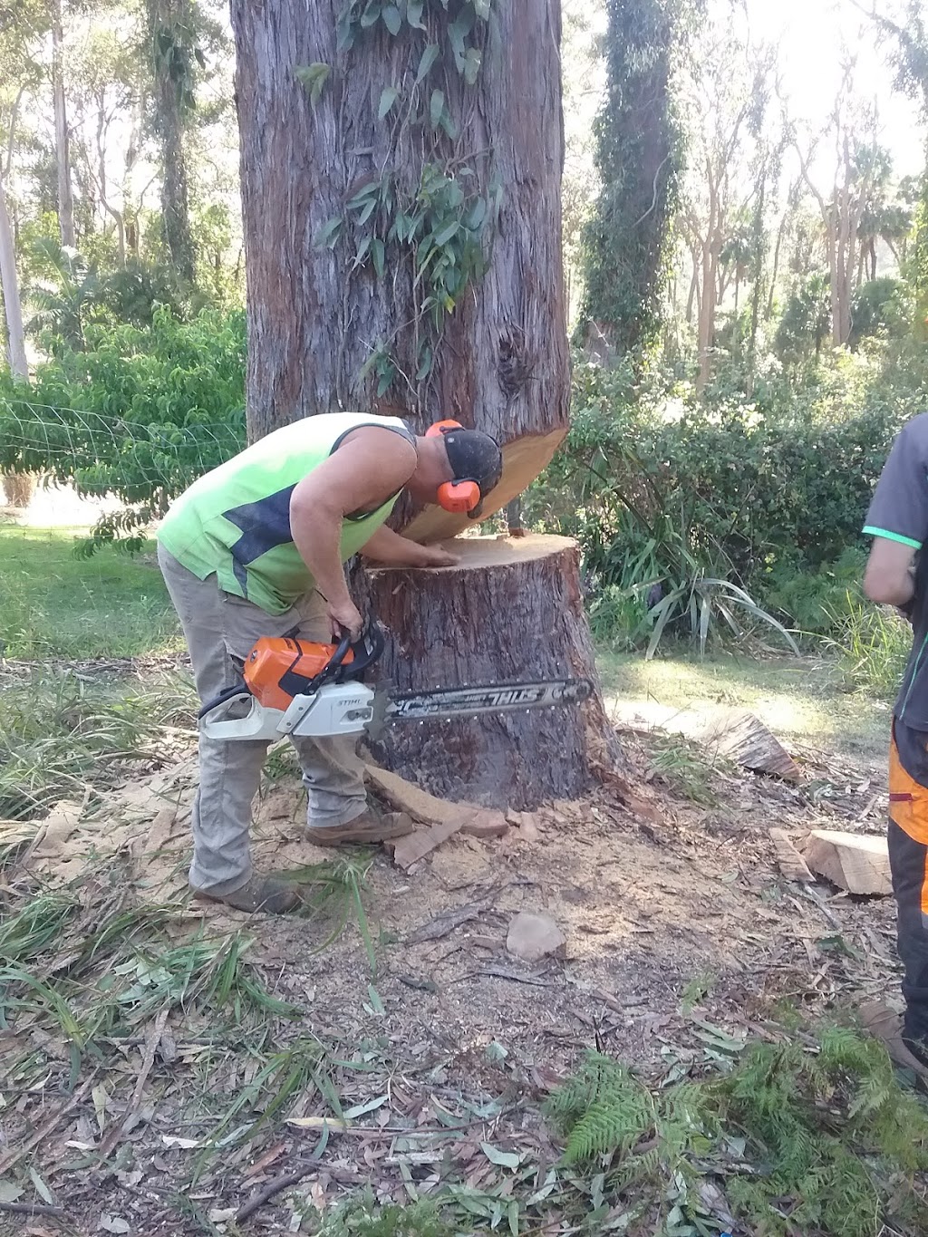 Brads Tree Lopping | Albert St, Swansea NSW 2281, Australia | Phone: 0415 244 840