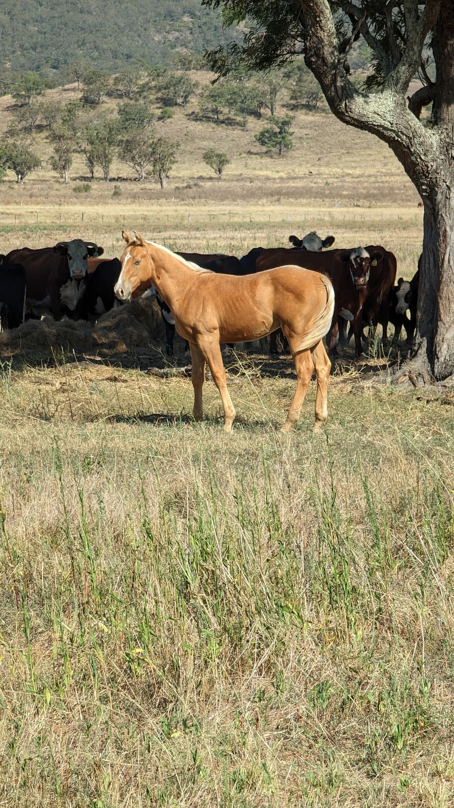 Our Range Quarter Horse Stud and Agistment Centre | 130 Mareeba Rd, Parkville NSW 2337, Australia | Phone: 0427 998 974