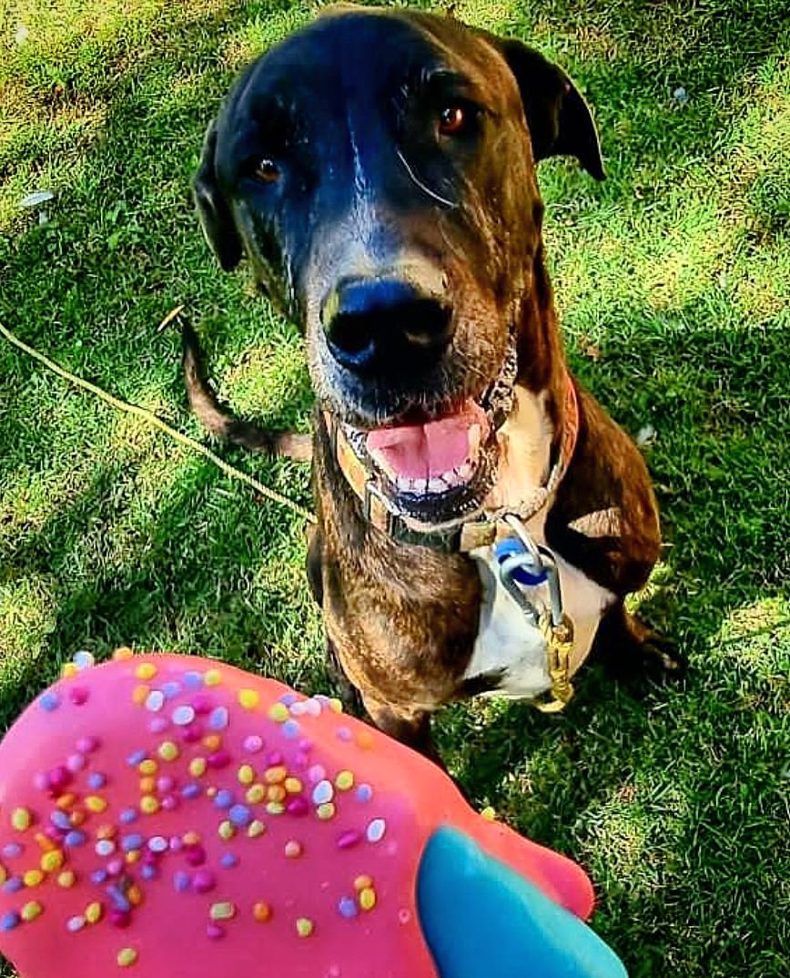 Brians Treats | 25 Schodel St, Woodridge QLD 4114, Australia | Phone: 0432 250 161