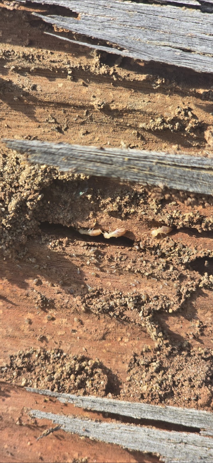 Biteless Pest Control | Kangaroo Flat VIC 3555, Australia | Phone: (03) 5446 8540