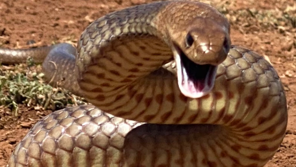 Stewy The Snake Catcher | 278 Ballan Rd, Wyndham Vale VIC 3024, Australia | Phone: 0413 277 588