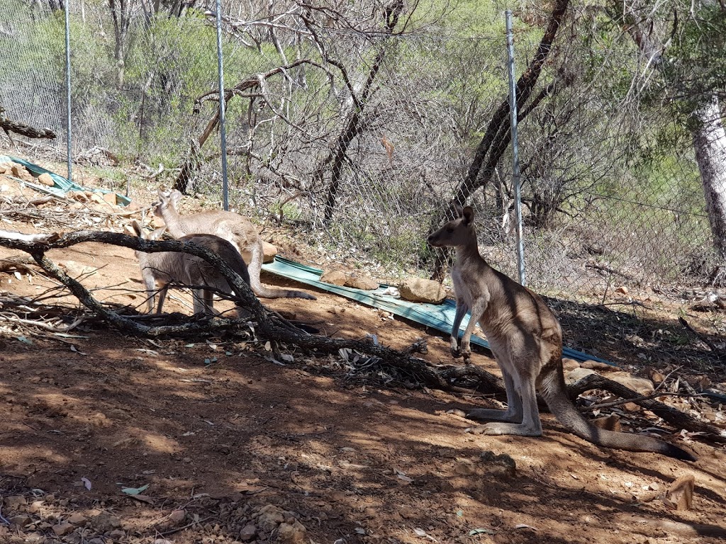 Marsupial Park | park | Endeavour Dr, East Tamworth NSW 2340, Australia | 0267675555 OR +61 2 6767 5555