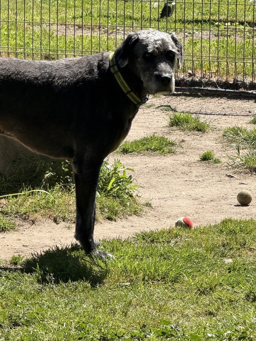 Ruff Cutz Pet Salon | Unit 5/50-52 George St, Marulan NSW 2579, Australia | Phone: 0417 219 161