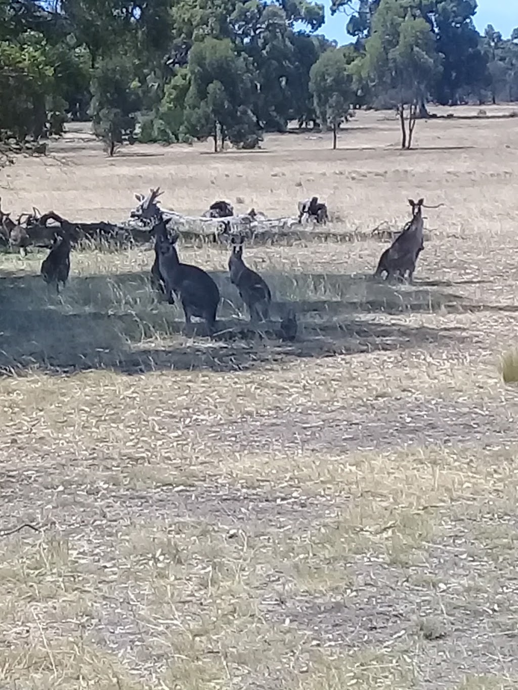 Woodlands Homestead | museum | Woodlands Dr, Greenvale VIC 3059, Australia