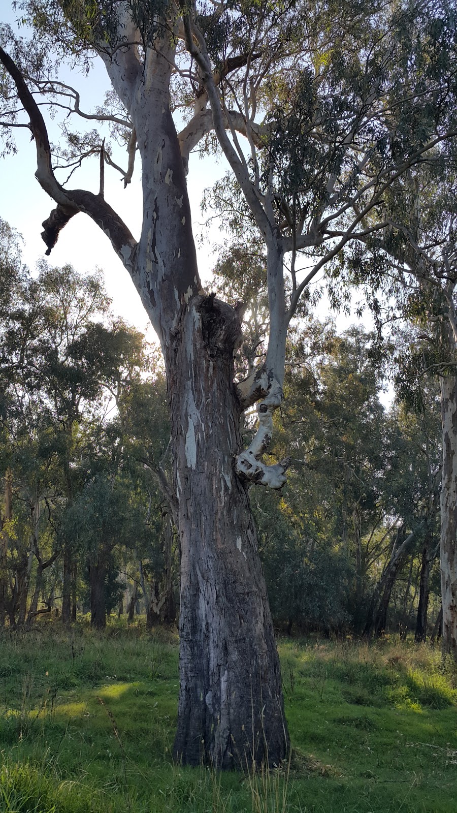 Clarke Lagoon Wildlife Reserve | park | 11038 Murray River Rd, Tintaldra VIC 3708, Australia